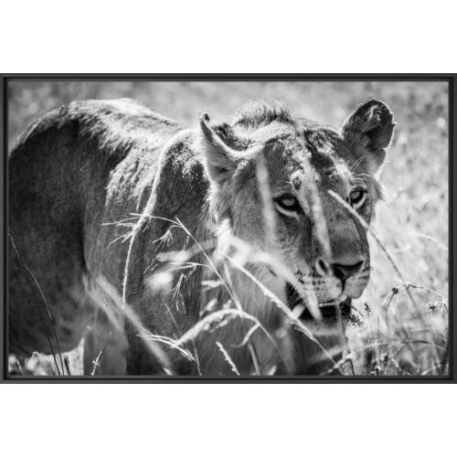 ART PHOTOGRAPHY PEUGEOT X YELLOW KORNER “HUNTING YOUNG LION”