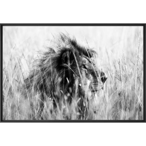 ART PHOTOGRAPHY PEUGEOT X YELLOWKORNER "LION IN THE GRASS 3”